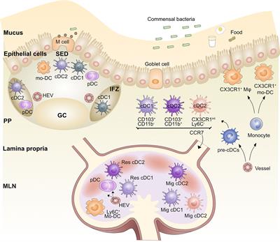 Antigen-Presenting Cells in Food Tolerance and Allergy